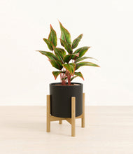 Load image into Gallery viewer, Black stand:bamboo