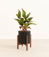 Load image into Gallery viewer, Black stand:walnut