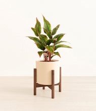 Load image into Gallery viewer, Cream stand:walnut