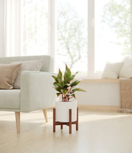 Load image into Gallery viewer, White stand:walnut