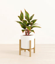 Load image into Gallery viewer, White stand:bamboo