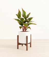 Load image into Gallery viewer, White stand:walnut