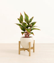 Load image into Gallery viewer, Shiny EggWhite stand:bamboo
