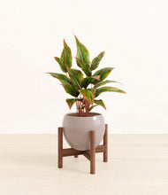 Load image into Gallery viewer, Desert Brown stand:walnut