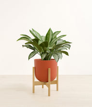 Load image into Gallery viewer, Earth Red stand:bamboo