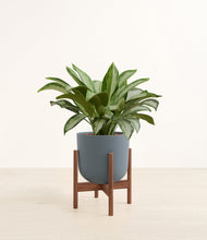 Load image into Gallery viewer, Iron Gray stand:walnut