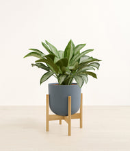 Load image into Gallery viewer, Iron Gray stand:bamboo