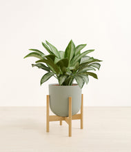 Load image into Gallery viewer, Sage Green stand:bamboo