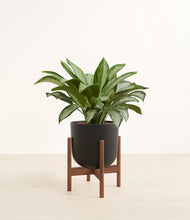 Load image into Gallery viewer, Stone Black stand:walnut