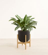 Load image into Gallery viewer, Stone Black stand:bamboo