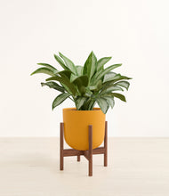 Load image into Gallery viewer, Sunset Orange stand:walnut