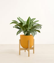 Load image into Gallery viewer, Sunset Orange stand:bamboo