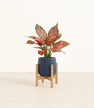 Load image into Gallery viewer, Deep Navy stand:bamboo