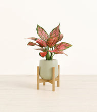 Load image into Gallery viewer, Turquoise stand:bamboo