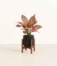 Load image into Gallery viewer, Black stand:walnut