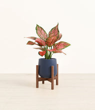 Load image into Gallery viewer, Deep Navy stand:walnut