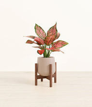 Load image into Gallery viewer, Eternal Gray stand:walnut