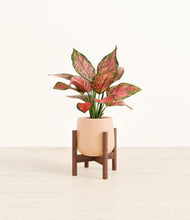 Load image into Gallery viewer, Gentle Pink stand:walnut
