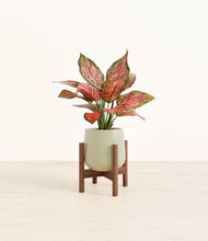 Load image into Gallery viewer, Turquoise stand:walnut