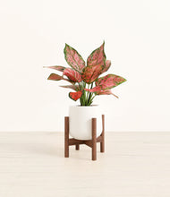 Load image into Gallery viewer, White stand:walnut