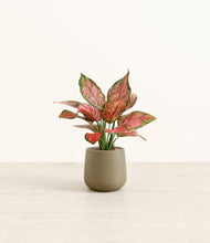 Load image into Gallery viewer, Olive*****Profile