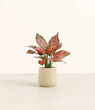 Load image into Gallery viewer, Almond Green*****Profile