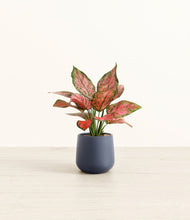 Load image into Gallery viewer, Deep Navy*****Profile