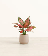 Load image into Gallery viewer, Eternal Gray*****Profile