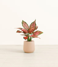 Load image into Gallery viewer, Gentle Pink*****Profile