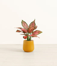 Load image into Gallery viewer, Mustard*****Profile