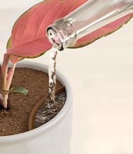 Load image into Gallery viewer, Hammered Ivory stand:all