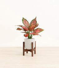 Load image into Gallery viewer, Hammered Ivory stand:walnut