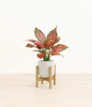 Load image into Gallery viewer, Hammered Ivory stand:bamboo