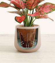 Load image into Gallery viewer, Eternal Gray stand:all