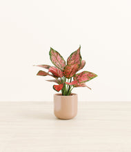 Load image into Gallery viewer, Glossy Pink*****Profile