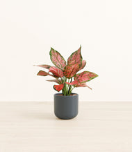 Load image into Gallery viewer, Iron Gray*****Profile