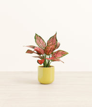 Load image into Gallery viewer, Key Lime Yellow*****Profile