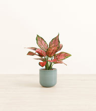 Load image into Gallery viewer, Reactive Aqua*****Profile