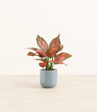 Load image into Gallery viewer, Misty Blue*****Profile