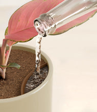 Load image into Gallery viewer, Sage Green stand:all