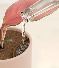 Load image into Gallery viewer, Sandy Pink stand:all