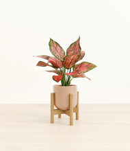 Load image into Gallery viewer, Glossy Pink stand:bamboo