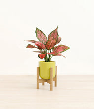 Load image into Gallery viewer, Key Lime Yellow stand:bamboo