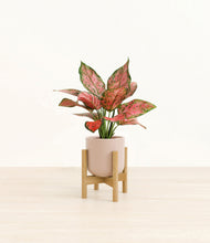 Load image into Gallery viewer, Sandy Pink stand:bamboo