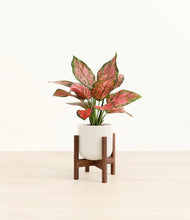 Load image into Gallery viewer, Cotton White stand:walnut