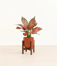 Load image into Gallery viewer, Glossy Red stand:walnut