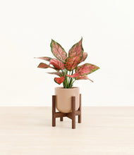 Load image into Gallery viewer, Glossy Pink stand:walnut