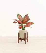 Load image into Gallery viewer, Sage Green stand:walnut