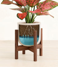 Load image into Gallery viewer, Snowdrift White stand:walnut