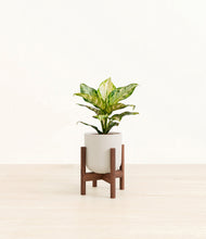 Lade das Bild in den Galerie-Viewer, Natural Bamboo stand:dark